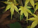 Oriental Medicine and Your Health